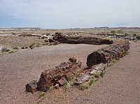 Giant logs FP (12).JPG